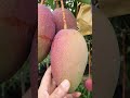 exotic variety available in greenland nursery india mangogarden india mango greenlandnursery