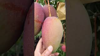 Exotic variety available in GreenLand Nursery India , #mangogarden #india #mango #greenlandnursery