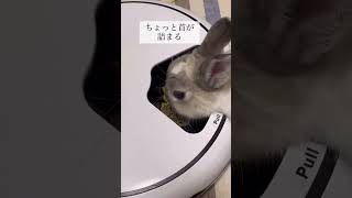 初めて自動餌やり機を作動したときのうさぎのモモちゃん。使えるかな？#shorts #うさぎ #rabbit #bunny #うさぎのいる暮らし #自動餌やり機