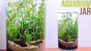 How To Make a Mini Aquarium Jar (No Filter, No CO2)