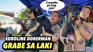 DAMING MURANG SHIH TZU NGAYON | BOCAUE ASO SERYE PART 2 | JANUARY 17, 2025