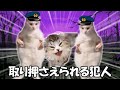 ライブ会場で人が刺されて、その後の公演が全て中止になったアニエラフェスタ【猫ミーム】 猫マニ 猫ミーム