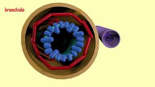 basophils and asthma