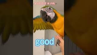 言葉を理解して【待て】ができるインコ　#shorts