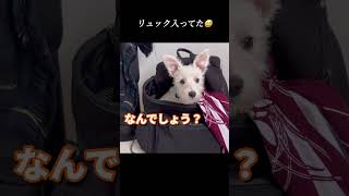 この子もだった😹 #dogs #チワプー #puppy #多頭飼い #ミニチュアシュナウザー#白シュナ#子犬