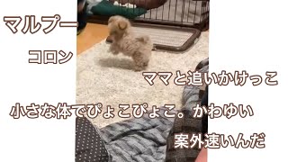 【マルプー】コロン。ママと追いかけっこ。ぴょこぴょこ速いぞ。