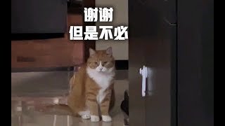 这猫粮是独我一份的，还是别的猫都有？【papi家的大小咪】