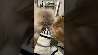 人可以吸猫，那猫可以吸……？😂 猫咪的迷惑行为 撸猫第一视角 玩猫丧志