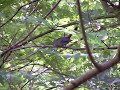 gray catbird meowing