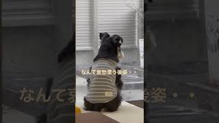 哀愁たっぷりの愛犬の後姿が切なくてかわいいww  #shorts