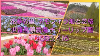 花夢の里 ネモフィラ畑芝桜  世羅高原農場 チューリップ園 観光 2023.4.16