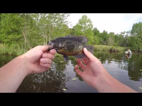 Reelfoot Lake Bluegill Fishing (My Biggest Bluegill Ever!) Reelfoot Lake Bluegill Fishing (My Biggest Bluegill Ever!)