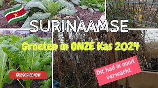 Winter in Almere 2024: Surinaamse Groeten in Greenhouse | Experience Surinaamse Vegetables in Winter