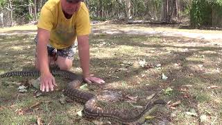 Centralian Carpet Python(Morelia Bredli)#respect #Python