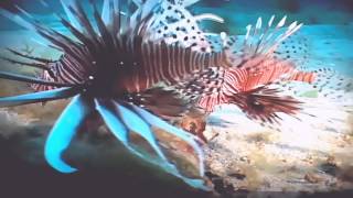 Grouper/ Invasive Lionfish Live Open Water Kill: Believed to be the First Recorded Observation