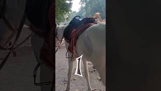 Aamar Kolkata | Brigade ground | Victoria memorial | Horse ride @westbengaltourism3470 #kolkata #tour