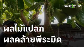 ผลไม้แปลก ผลคล้ายพีระมิด | 22-03-66 | ตะลอนข่าว