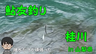 鮎釣り　【桂川　In 山梨県】6/17