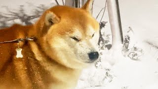 This is the face of a Shibe walking in the strongest cold wave