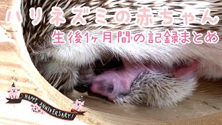 ハリネズミのあかちゃん生後1ヶ月間の記録まとめ