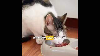 Raw Food Diet for Cats: Unlock Shiny Coats