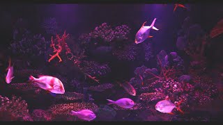 Glowing Fish - Soothing Aquarium Water Stream Noise | 10 Hour Sleep Sound | Full HD