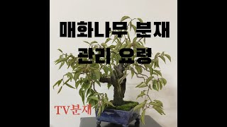 [TV분재] 매화나무 분재 관리요령