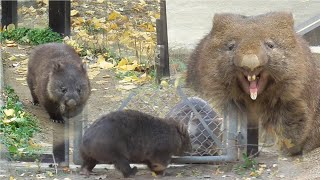 ウォンバット／銀杏の絨毯＠五月山動物園／🍷ワインさん・ユキちゃん・フクちゃん・コウ君（フクちゃん多め）／2022年12月3日（土）午後の様子