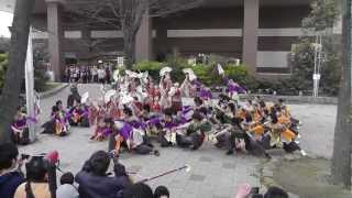 kagura 2013  どまつり夜桜in岡崎 シビコ西広場会場 遊女濃安都　よさこい