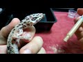 dying leopard gecko emergency rescue skin and bones starved to death