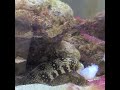 Snowflake Moray Feeding