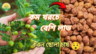 ছোলা চাষ পদ্ধতি ও পরিচর্যা | শীতকালীন চাষ | Grassroots Farming