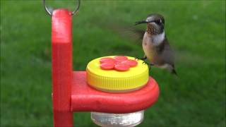 Hanging DOTS (HND-2) - Hummingbird Feeder