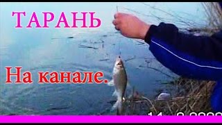 где в приморско ахтарске ловят тарань где в приморско ахтарске ловят тарань