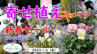 今週の花便り #24【2023.1.6】寄せ植えリメイク【新春セール】 ネメシア　ビオラ　ウィンティー　など