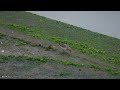 birder「採食に夢中なヨーロッパトウネン夏羽（little stint）」（♪鳥くん）