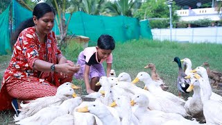 എന്തൊരു പ്ലാനിങ്, മികച്ച വരുമാനം! വെറുതെയല്ല ഈ വീട്ടമ്മയ്ക്ക് കൃഷിയിൽ നിന്ന് ഇത്ര ലാഭം #farming