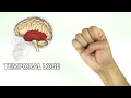 Memorize the Brain Without Studying