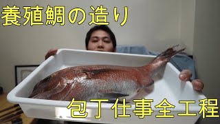 養殖鯛の造り（3枚おろし、皮引きはノーカット）