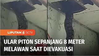 Ngeri! Ular Piton Sepanjang 8 Meter di Plafon Rumah, Melawan Saat Akan Dievakuasi | Liputan 6