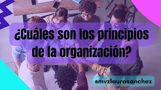 Cuáles son los principios de organización