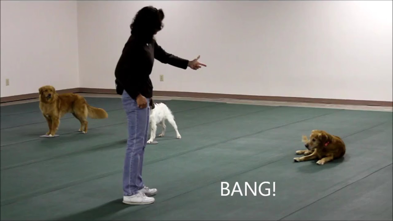 Dog Tricks - Triple Bang - YouTube