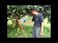 cantasan penjagaan pokok nangka (part 1)