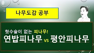 연밥피나무 vs 평안피나무 vs 피나무 : 무엇이 서로 다를까?