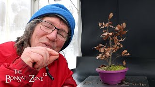 More Winter Pruning of Small Trees, The Bonsai Zone, Jan 2025