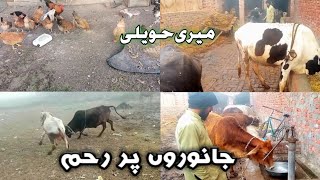 اتنی سردی میں بھی جانور اتنا پانی پیتے ہیں/hawali my soba ki kame