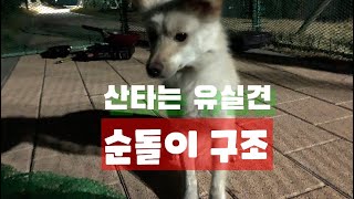 산타는 유실견 순돌이 구조