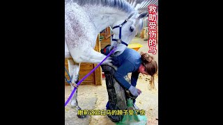 白馬的蹄子受了傷，女主人幫白馬修蹄子 #野生動物零距離 #動物世界 #動物的迷惑行為 #修馬蹄 #馬