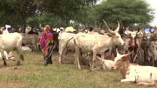 Chad floods wipe out grazing land, worrying herders about their future