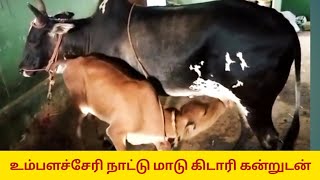 உம்பளச்சேரி நாட்டு மாடு காங்கேய கிடாரி கன்றுடன் விற்பனைக்கு உள்ளது..